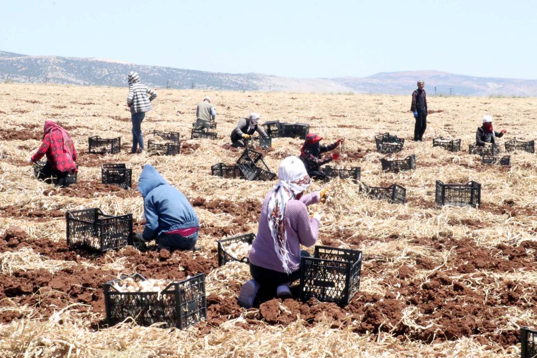 Tarlada 50 markette 100 lira! 8 bin işçiyle hasadı başladı 3